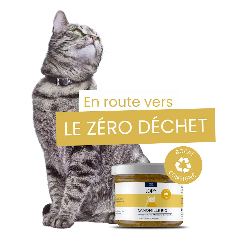 bienfaits camomille séchée pour chat