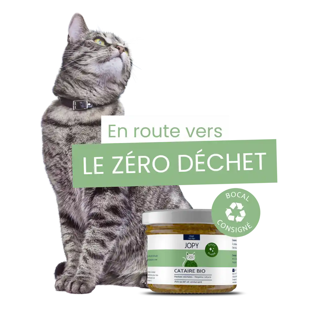bocal consign cataire séchée pour chat