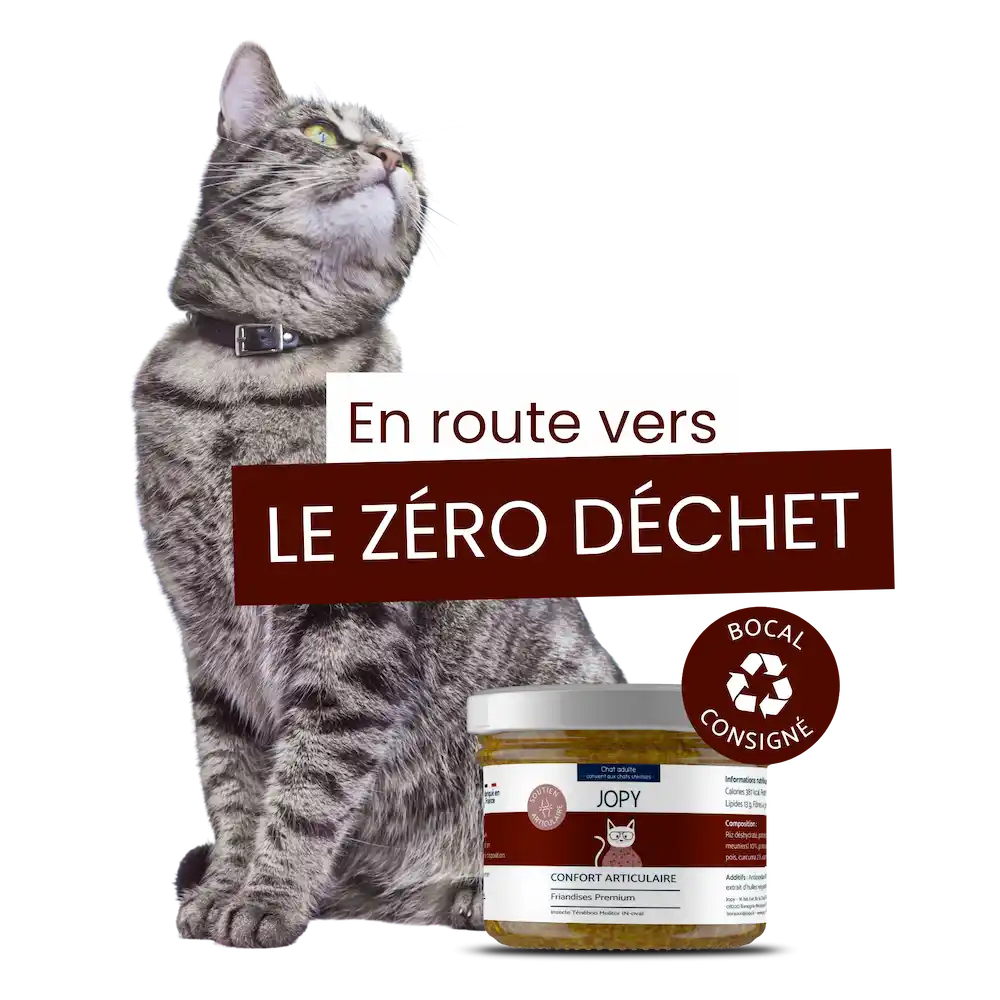 bienfaits friandises confort articulaire pour chat