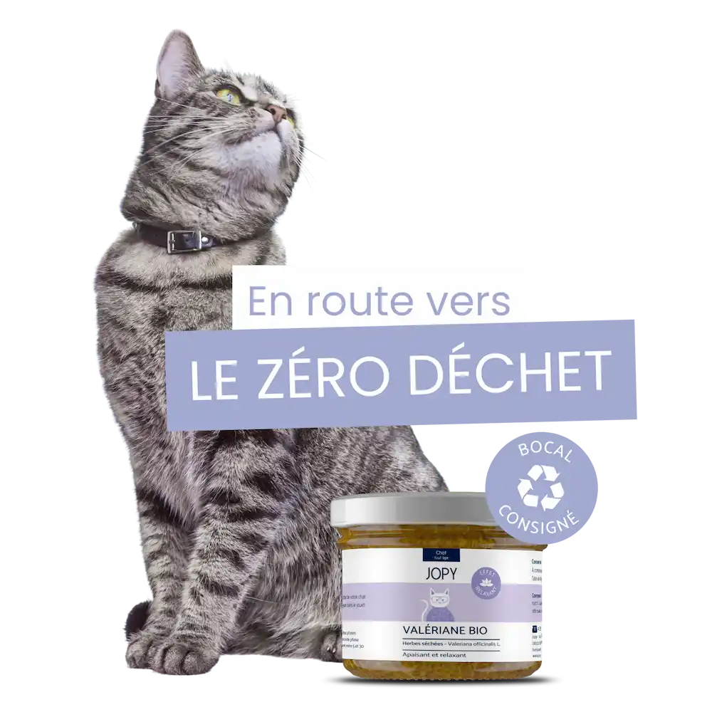 bienfaits valériane séchée pour chat