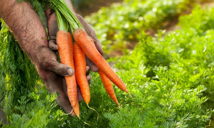 Producteurs Jopy : circuit court et qualité