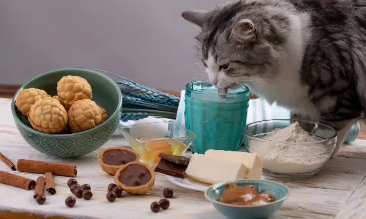 Aliments toxiques chez le chat : Responsables ? Prise en charge ? Prévention ?