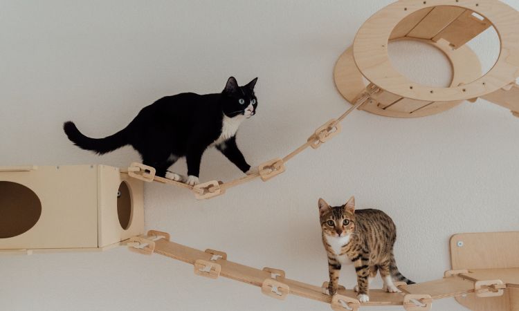 Aménager son appartement pour rendre son chat heureux : les clés du bien-être de votre chat