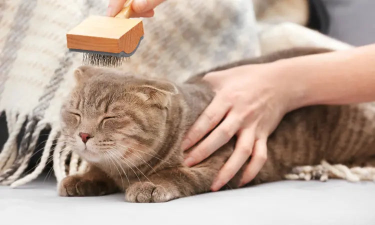 Comment bien brosser son chat : conseils de vétérinaire