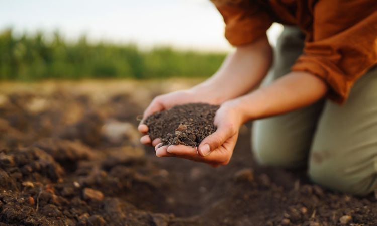 Composter la litière de chat : Tutoriel & Erreurs à éviter !