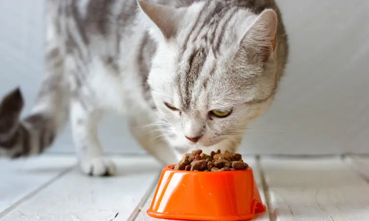 Des sous-produits dans les croquettes de mon chat : info ou intox ?