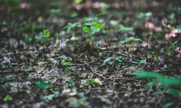 La litière biodégradable : bonne pour la planète, bonne pour votre chat !