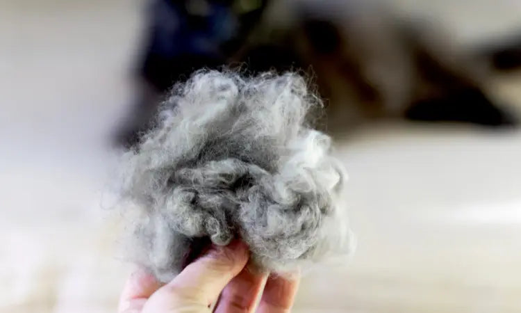 La mue du chat : Comprendre et gérer ce phénomène naturel