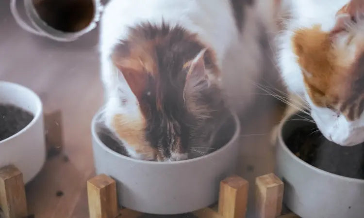 Les astuces essentielles pour bien nourrir votre chat
