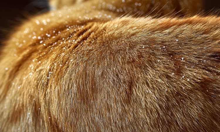 Mon chat a des pellicules : est-ce grave et comment y remédier ?