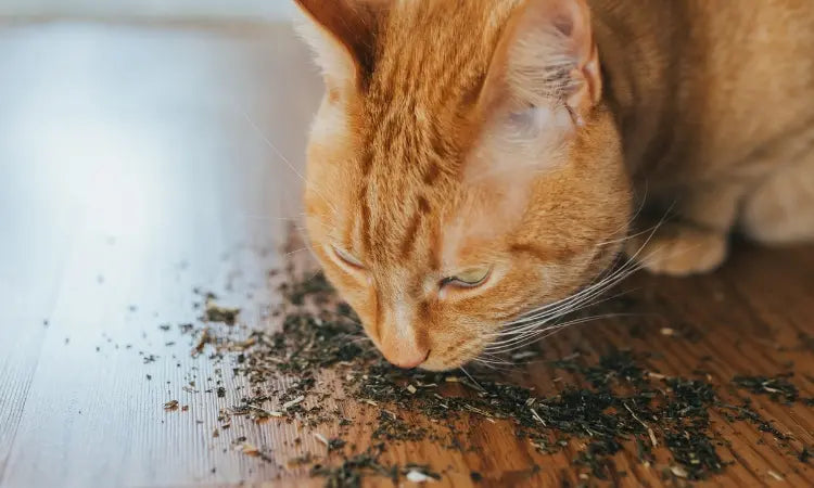 Pourquoi la cataire fait-elle ronronner de plaisir votre chat ?
