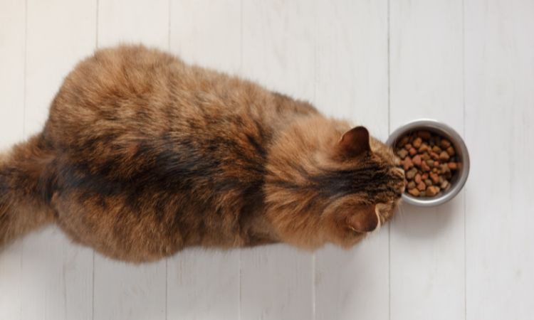 Qu'est-ce que le Rapport Protido-Calorique (RPC) d’une Croquette et Pourquoi est-il Crucial pour Votre Chat ?
