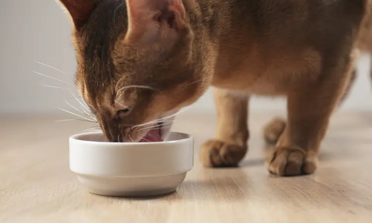 Quelles croquettes choisir pour son chat stérilisé ?