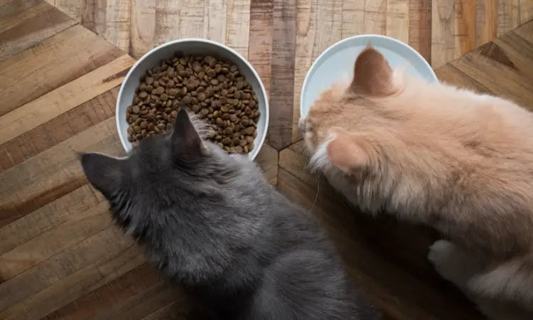 Croquettes pour chat adulte stérilisé : pourquoi en donner à son chat ?