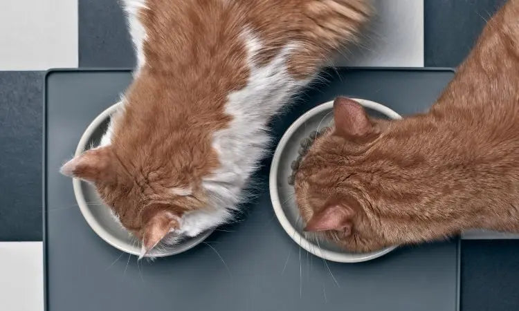 Deux chats en train de manger