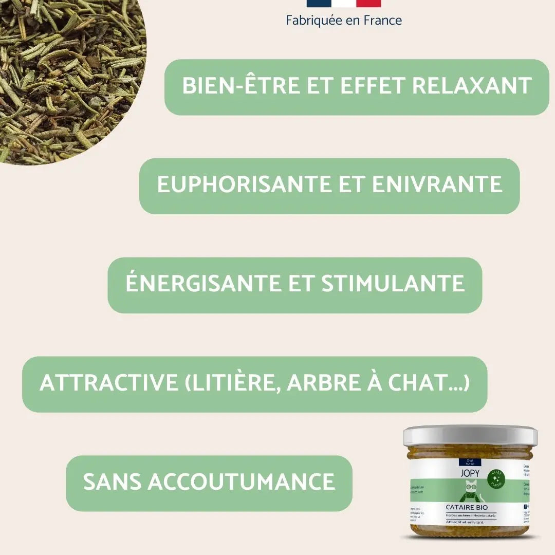 Cataire – Herbes à chat