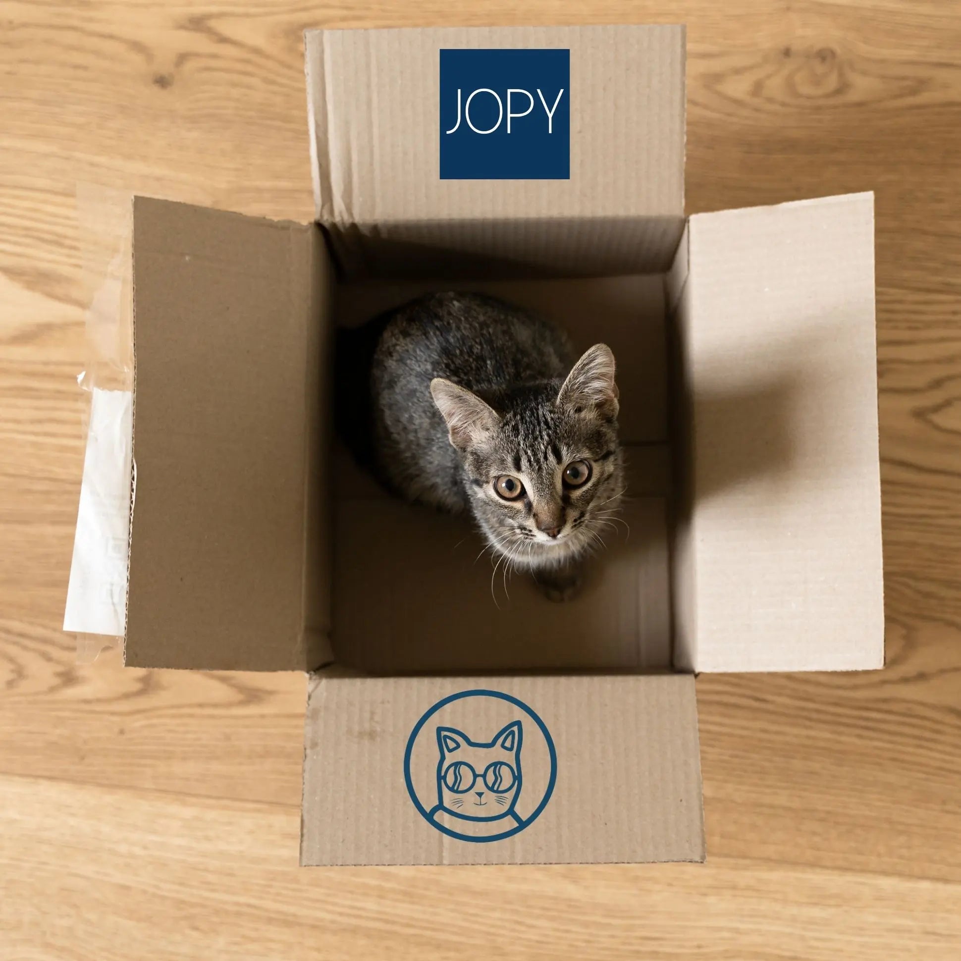 Un chat dans un carton Jopy