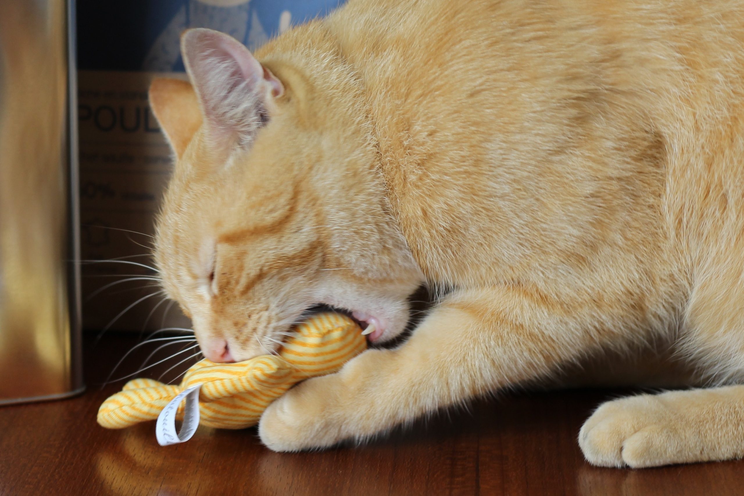 Georges le chat qui joue avec un jouet avec de la cataire