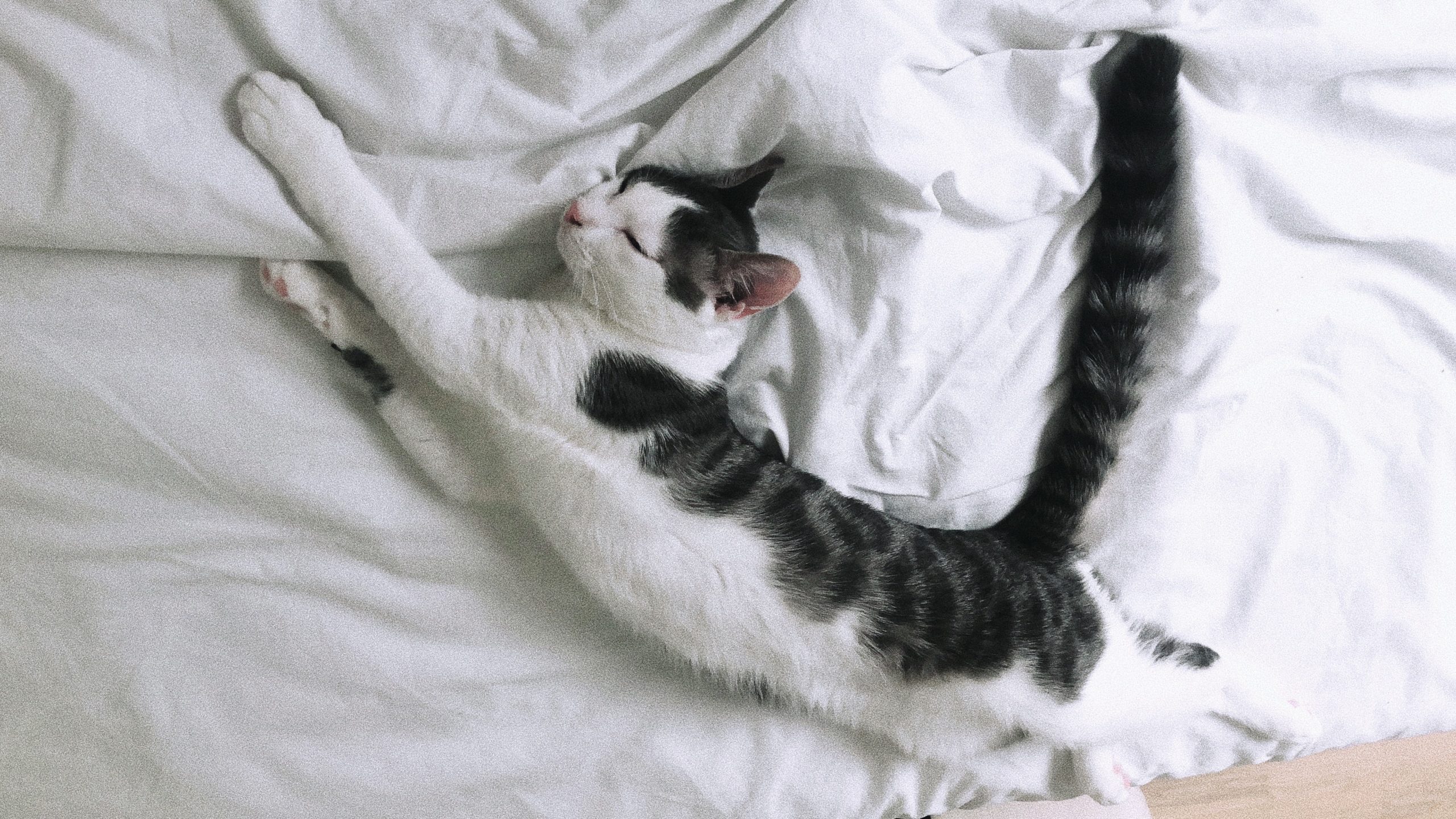 chat gris et blanc allongé sur lit