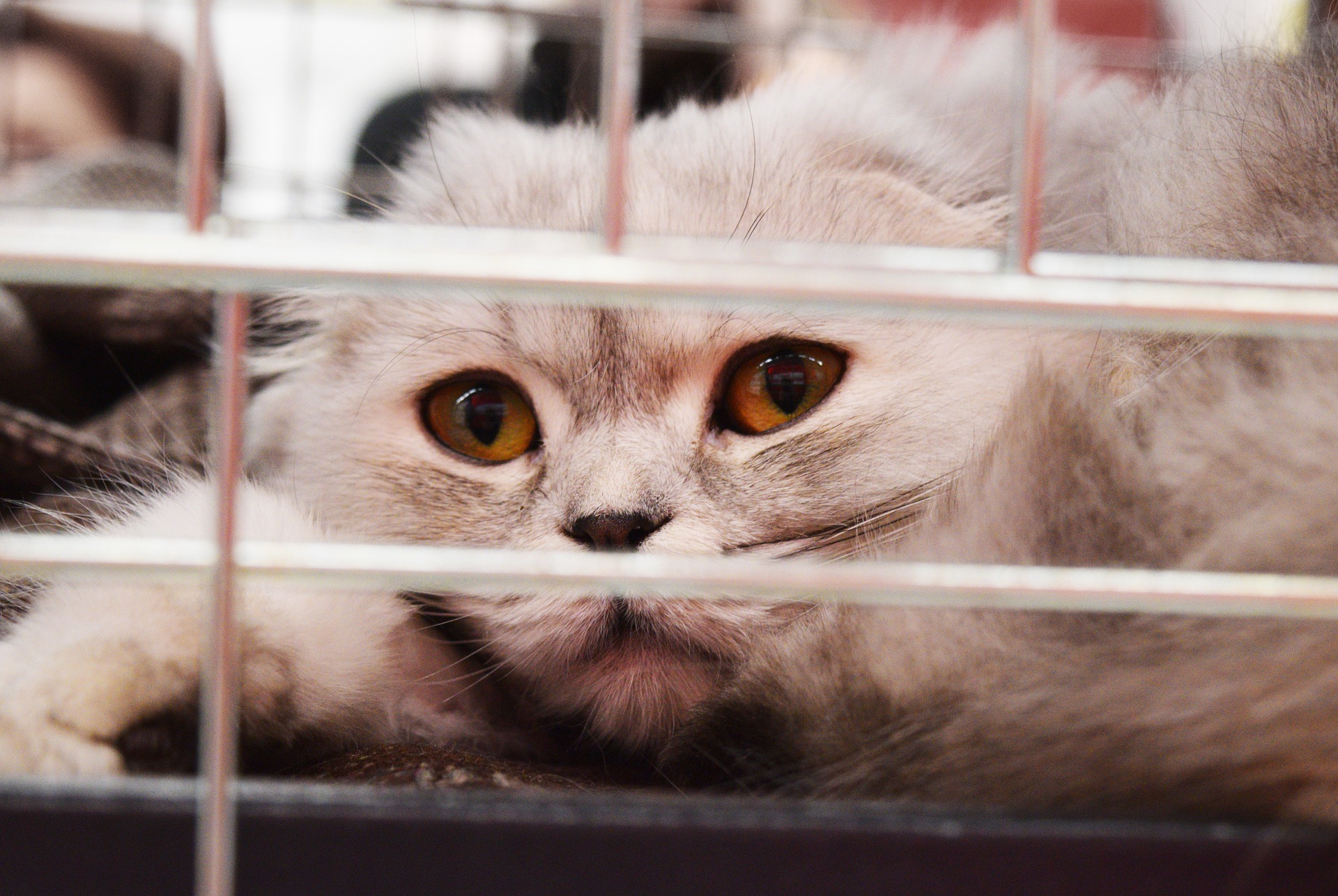 chat gris triste derrière des barreaux