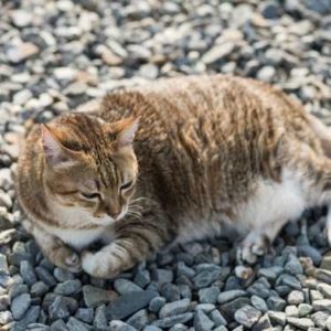 chat glouton en surpoids ou obèse