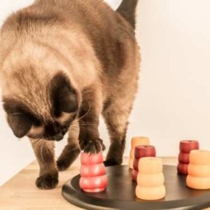 ralentir la prise alimentaire chez le chat : jeux d'intelligence