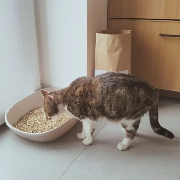 litiere vegetale chat compostable