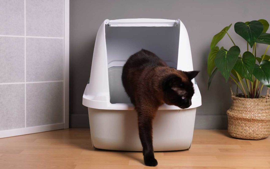 chat urine hors de la litière