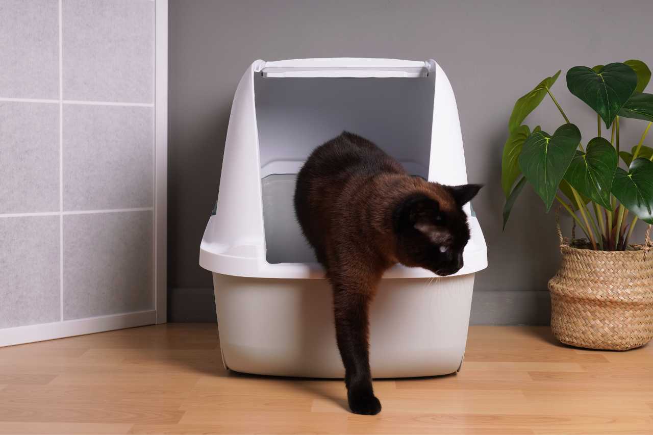 chat urine hors de la litière