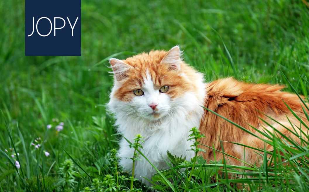 Jopy meilleures croquette chat pictogramme dons aux associations