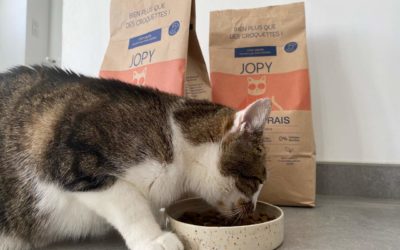 Transition alimentaire chez le chat : principe, mode d’emploi et précautions