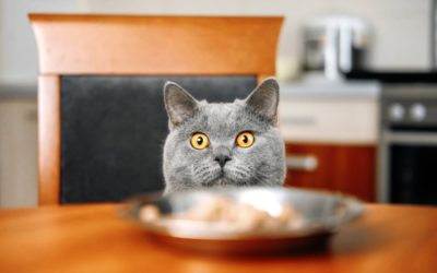 Pâtée complète vs. pâtée complémentaire : ce que chaque propriétaire de chat devrait savoir !